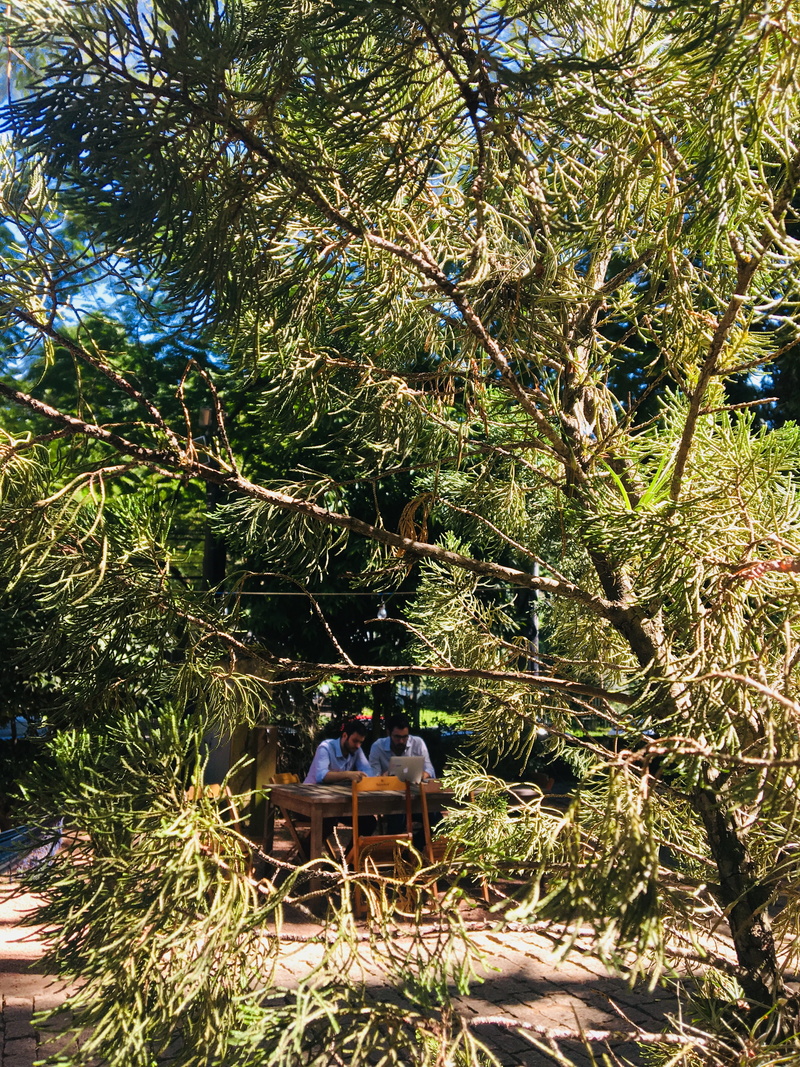 porto alegre, branch, trabalho, growth, 4K, day, brazil, muito bom, lifestyles, rear view, leisure activity, sitting, plant, conversa, women, natureza