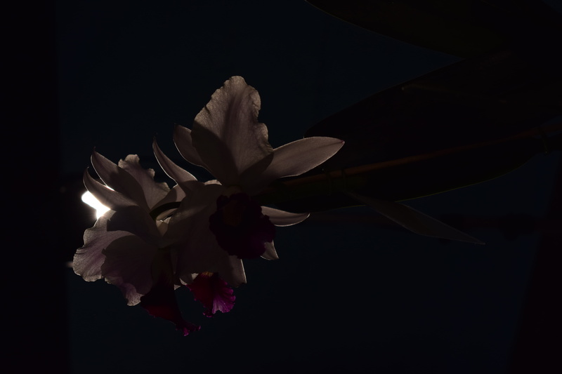 night, studio shot, fragility, petal, flower, no people, close-up, brazil, campo bom, wilted plant, flower head, growth, beauty in nature, inflorescence