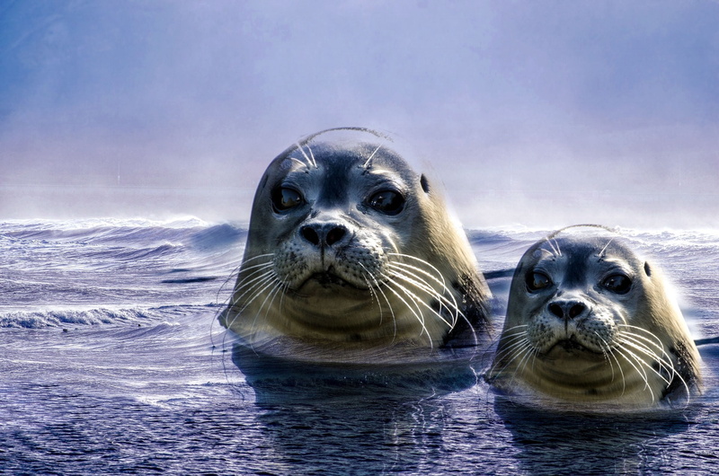 wild animal, cute, animal themes, whisker, two animals, day, bart, animal head, aggression, ecology, white, portrait, seals, water, black, group of animals