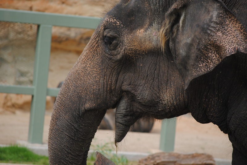 old, mammal, face, africa, big, animal themes, no people, endangered, threatened, animal trunk, wildlife, wise, look, animals in captivity, aged, head