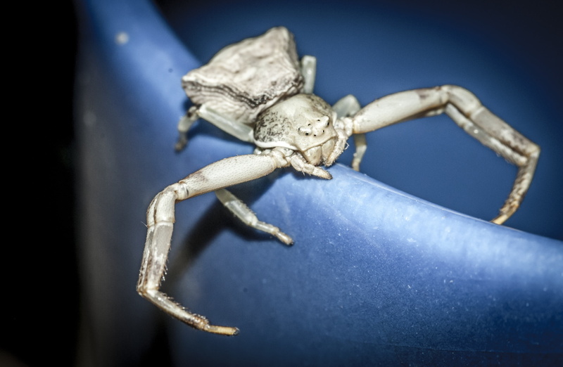 eyes, 2K, studio shot, dangerous, black background, foraging, indoors, insect, animal body part, portrait, blue, see, no people, spider, dramatic, full length
