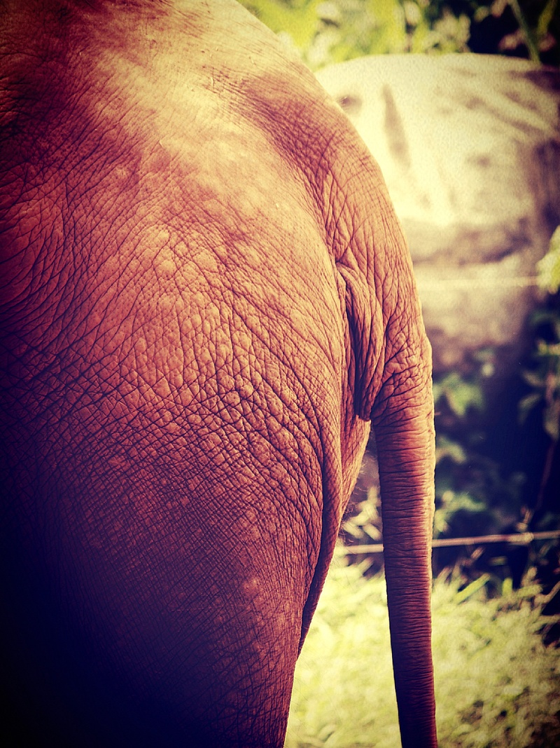 endangered, one person, threatened, rear view, midsection, face, nature, african, one, close-up, strong, vertebrate, thick, up, trunk, animal body part