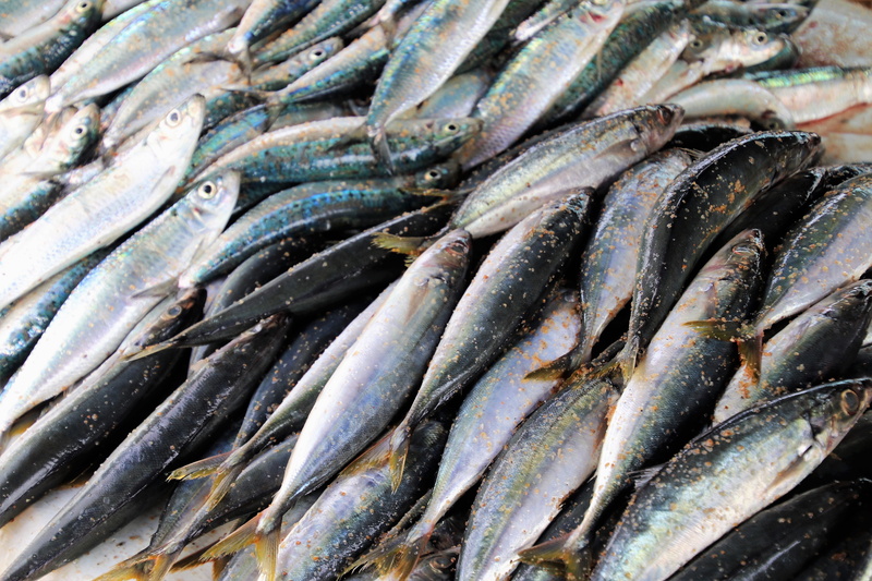 seafood, catch, food, sea water, 5K, natural food, day, fishing industry, outdoors, for sale, sardine, sea, freshness, high angle view, food and drink