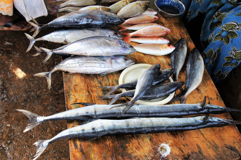 trade, high angle view, fin, mackerel, wellbeing, fish, eating, retail, nature, catch, food and drink, marine, for sale, outdoors, no one, cold temperature