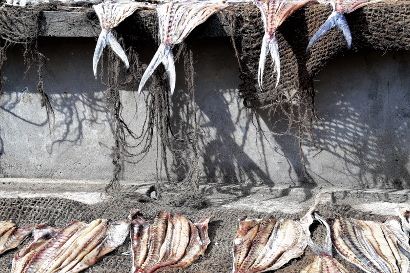 food, food and drink, the art of, built structure, fishing, seafood, day, water, fishing industry, animal, high angle view, fish, dry, outdoors, twine