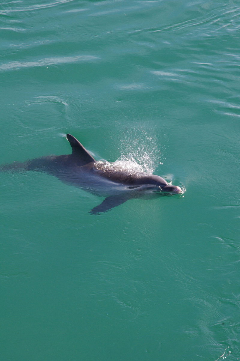 outdoors, animals in the wild, dolphin, Animal, sea Life, mammals, sea, Water, undersea, fin, Nature, animal themes, day, aquatic mammal, 4K, ocean, wild