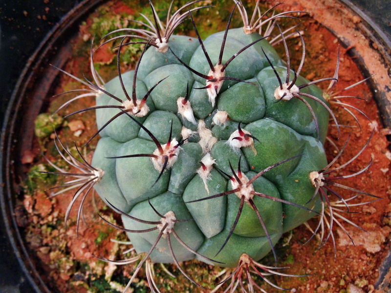 cactus, ball, botany, beauty in nature, potted plant, directly above, flower, grow, summer, succulent plant, natural, existence, detail, thorn, dry, day