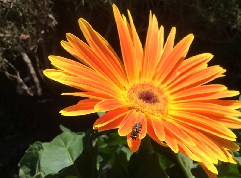 flowering plant, gerbera daisy, co-exist, intrusion, flower, invertebrate, vulnerability, unwelcome visitor, beautiful, outdoors, flora, daisy, fly, yellow