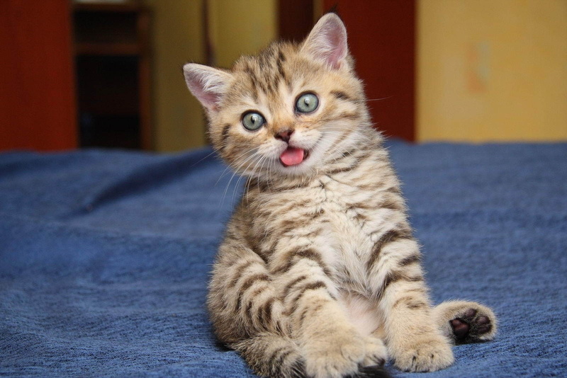 hd, pets, art, cats, 720P, funny, entertainment, animals