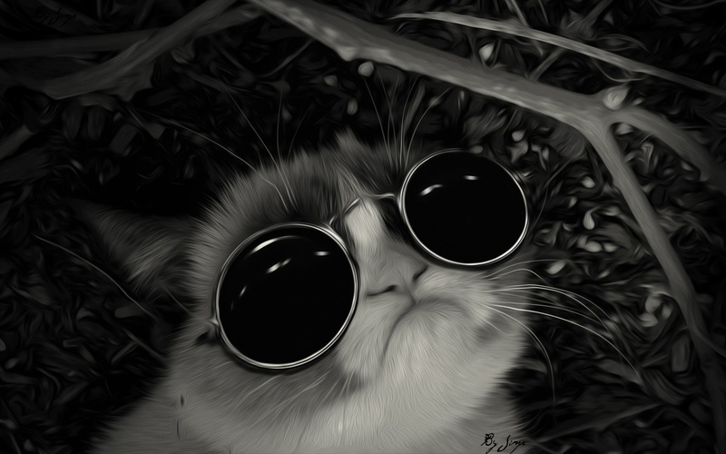 720P, Grumpy Cat