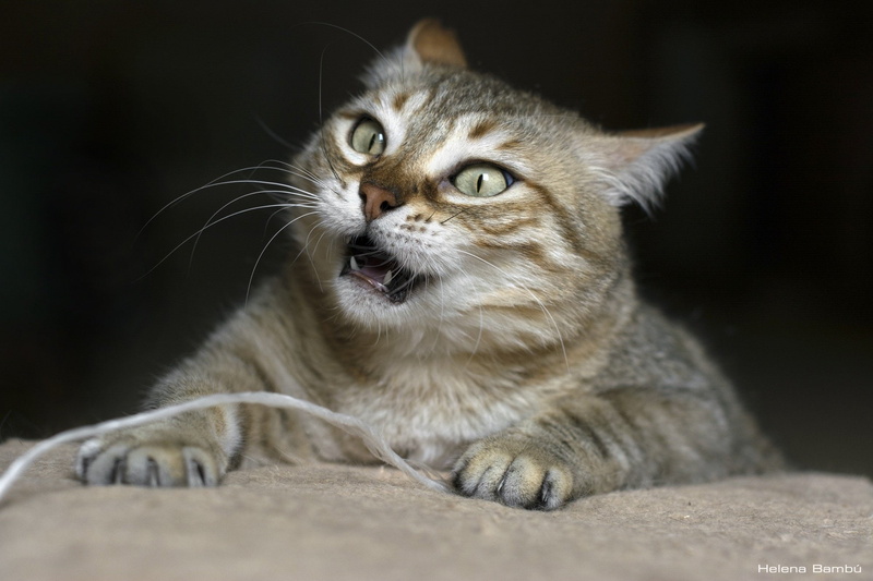 cat, fabe, funny, grumpy, 1080P, humor