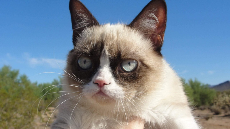 cat, 2K, grumpy