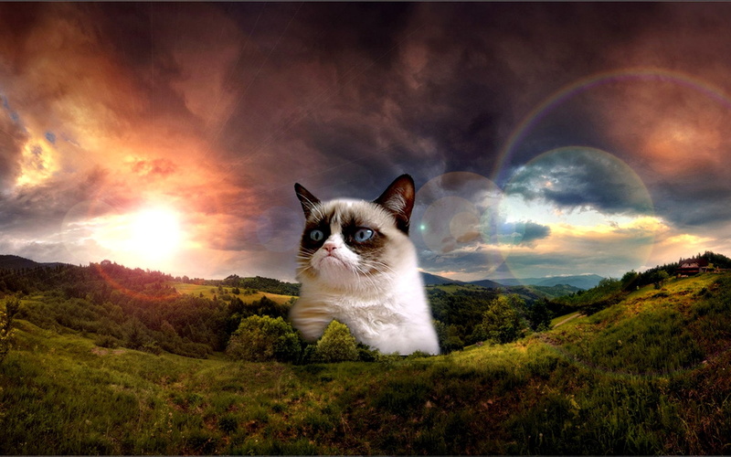 vertebrate, animal head, pets, one animal, cat, grass, animal themes, domestic cat, 88, no people, sky, domestic animals, nature, quote, meme, mammal, whisker