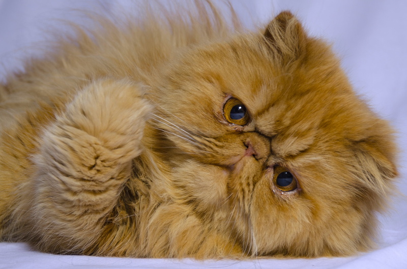 domestic Animals, close-up, pets, young Animal, animal, fur, muzzle, whisker, Persian cat, animal Eye, domestic, vertebrate, animal body part, grumpy, one Animal