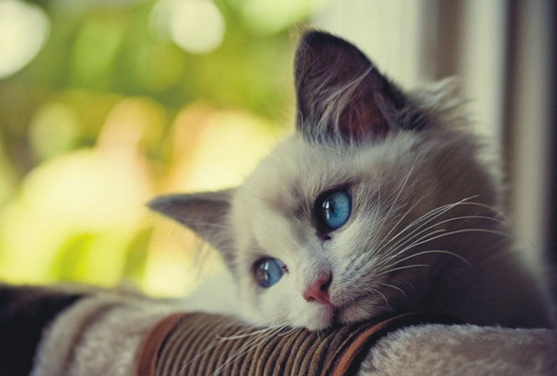 quote, 720P, grumpy, funny, meme, humor, cat