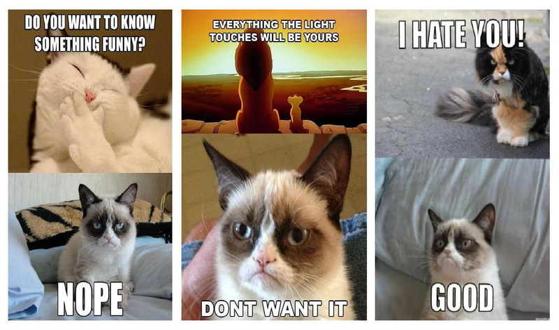720P, quote, humor, cat, meme, funny, grumpy