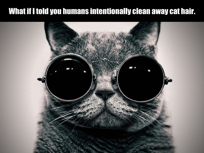 1080P, cat, grumpy, meme, humor, quote, funny