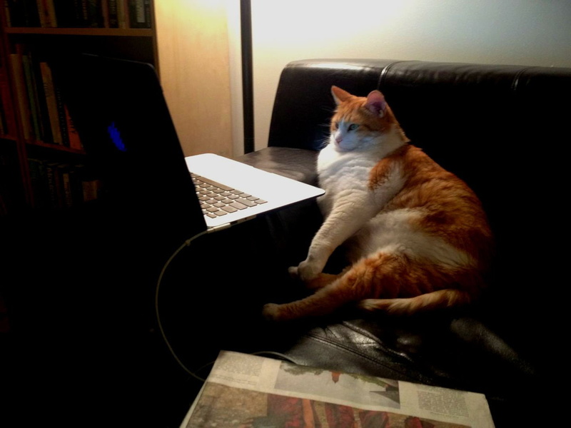 one animal, domestic animals, relaxation, no people, laptop, cat, grumpy, sitting, whisker, humor, technology, indoors, computer, domestic cat, feline