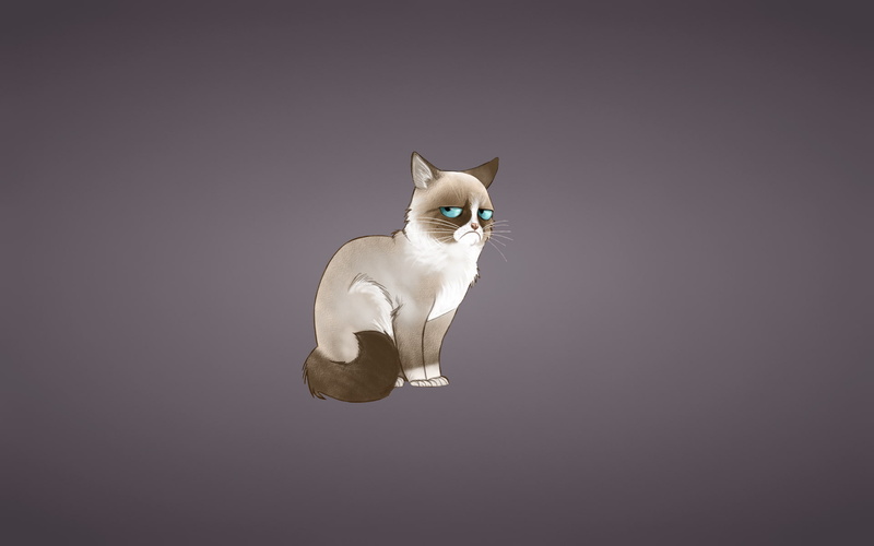cat, 1080P, grumpy, meme