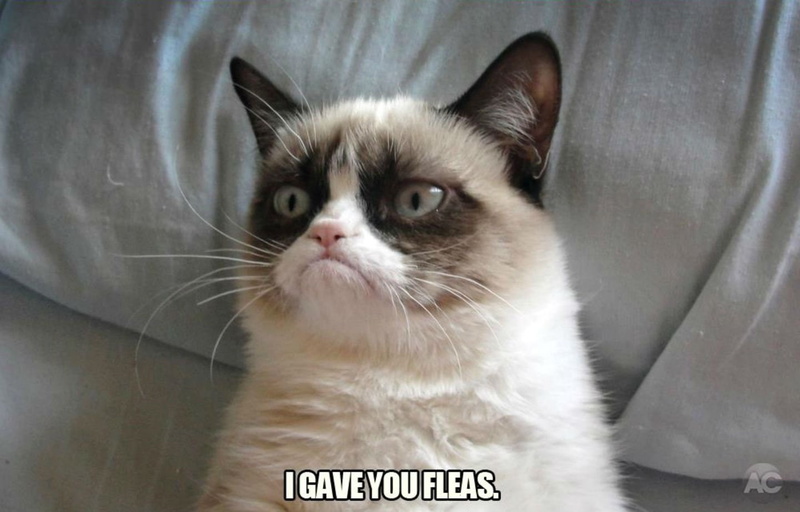 funny, grumpy, humor, meme, 720P, quote, cat