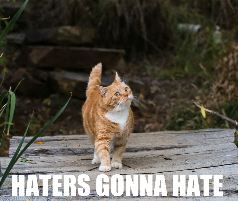 meme, funny, sadic, quote, 1080P, humor, cat, grumpy