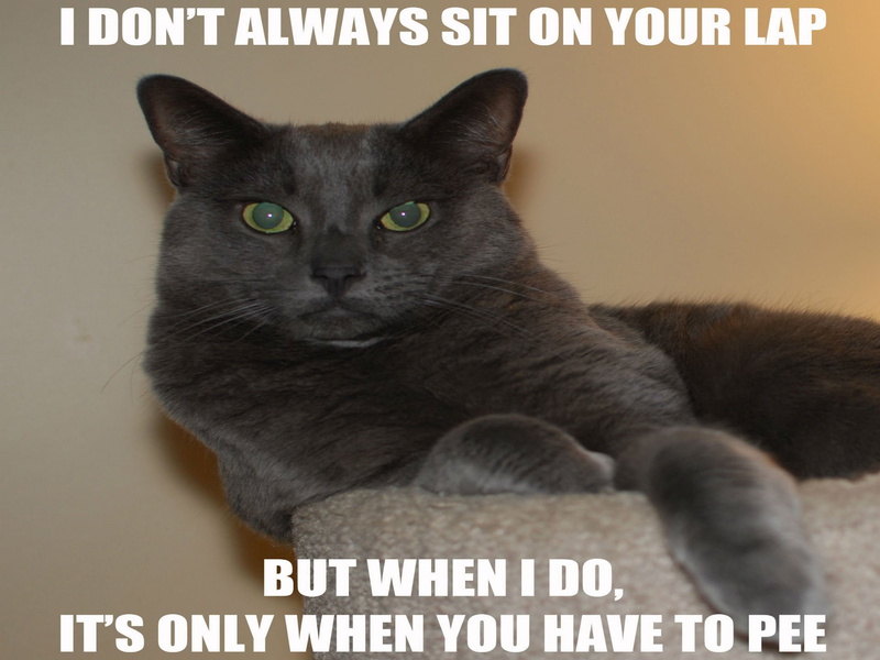 pets, 33, text, mammal, cat, western script, domestic cat, communication, indoors, domestic animals, looking at camera, humor, domestic, whisker, quote
