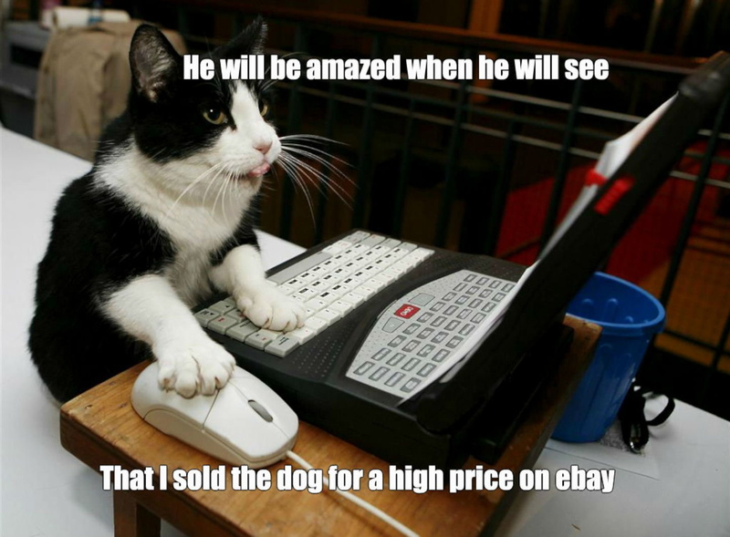 humor, meme, 720P, funny, quote, computer, grumpy, cat