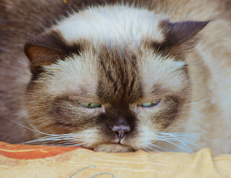 young animal, feline, textile, funny, whisker, british shorthair, one animal, pets, cute, close-up, thoroughbred, cat, animal, relaxation, domestic Cat
