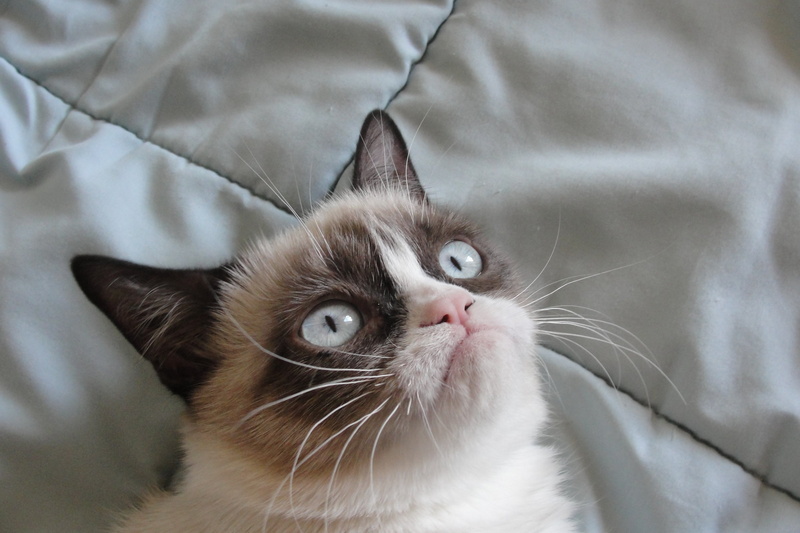 funny, humor, 2K, grumpy, meme, quote, cat