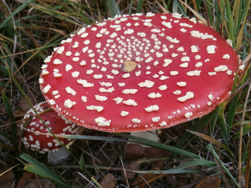 toadstool, food, fungus, poisonous, freshness, matryoshka, day, beauty in nature, vegetable, land, toxic, growth, red, close-up, spotted, nature, no people