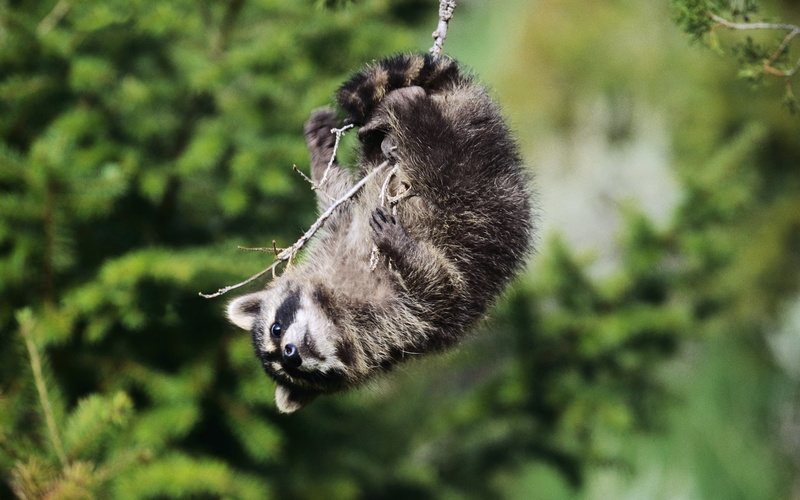 1080P, Playful, Raccoon