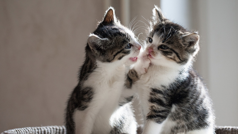 Playful, Kittens, 4K, Two