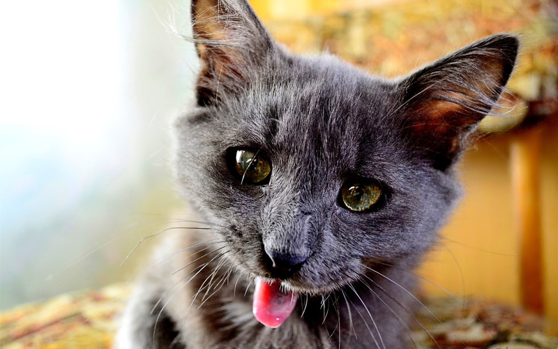 2K, Black, Kitten, Playful
