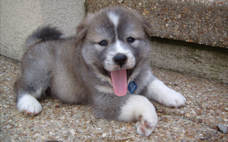 coated, mouth open, short, one animal, looking, brown, puppy, young Animal, canine, purebred Dog, pets, sitting, sticking out tongue, nature, 1080P, lying Down