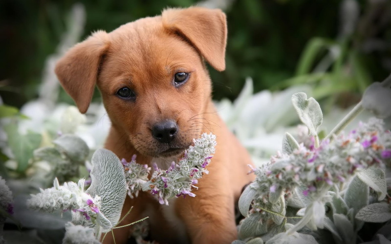 puppy, playful, funny, 1080P, animals