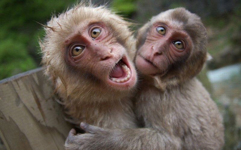 day, mammal, Monkeys, no people, two animals, Playful, looking at camera, animal body part, 1080P, animals in the wild, group of animals, close-up, young animal