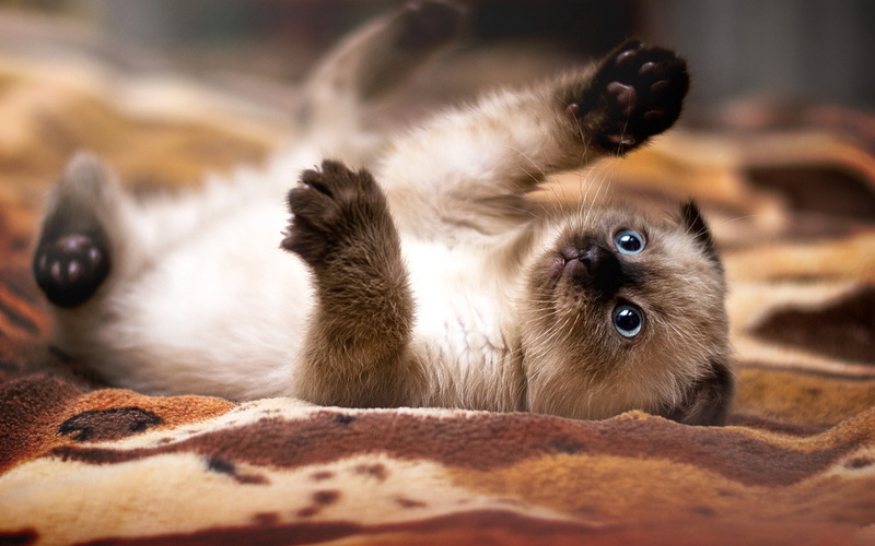 2K, Playful, Kitten