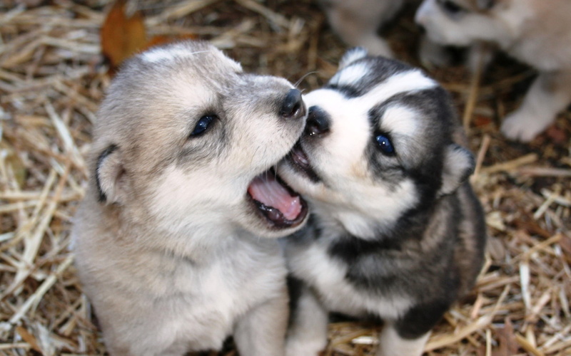 puppy, animal themes, dog, mammal, lying Down, vertebrate, purebred Dog, dogs, animal, no people, land, 2K, young Animal, canine, two animals, mouth open