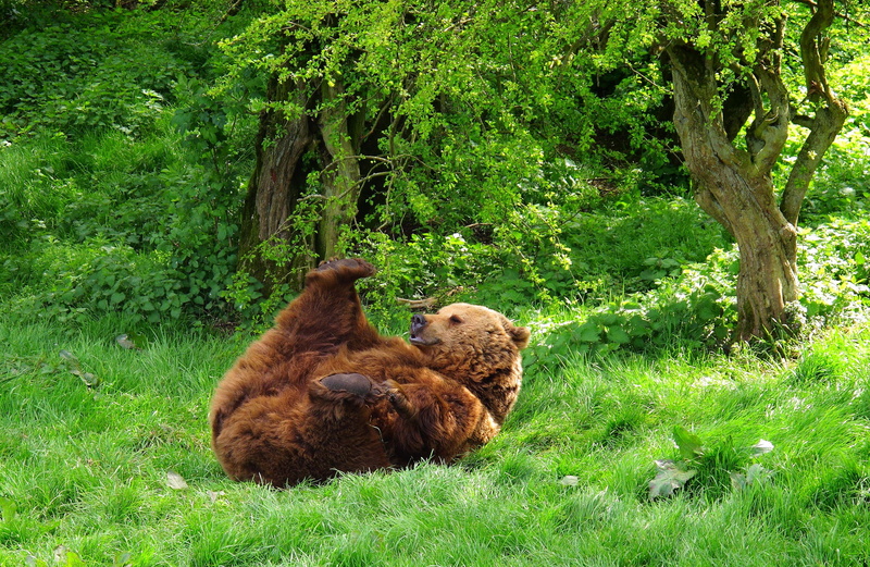 field, bear, brown, cute, animals In The Wild, tree, wilderness Area, wildlife, group of animals, brown Bear, 1080P, vertebrate, mammal, lie, forest, animal family