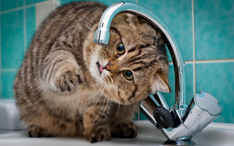 tabby, brown, humor, funny, cat, kitty, playful, 1080P