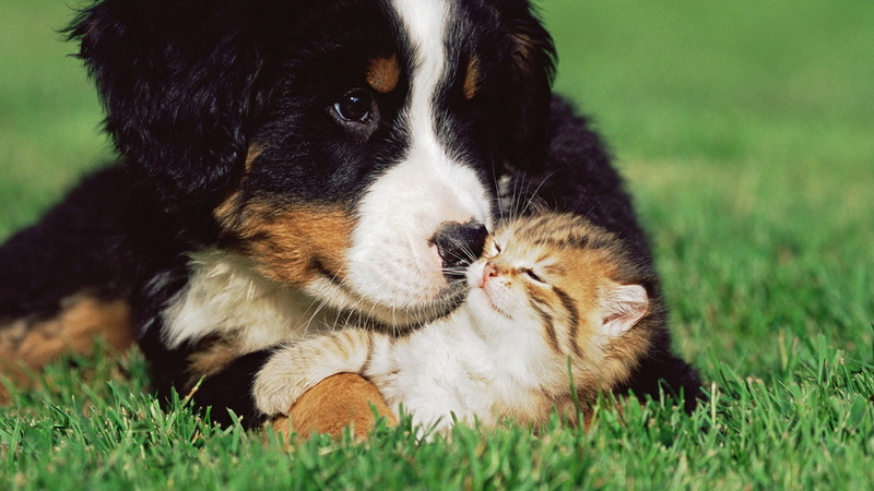 sitting, 1080P, outdoors, field, mammal, pets, young Animal, playful, small, one Animal, sheepdog, plant, bernese, summer, cute, green Color, friendship