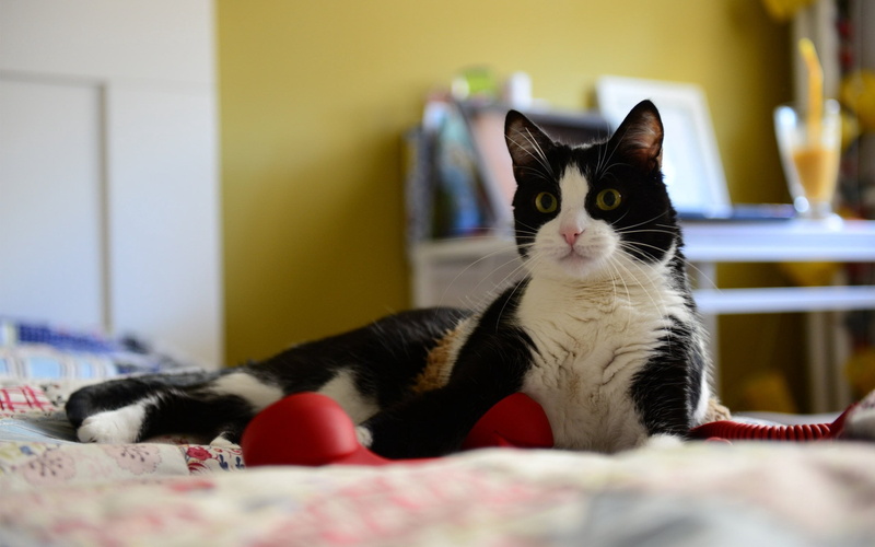 no people, playful, indoors, animal, whisker, furniture, domestic, relaxation, one animal, pets, bed, cat, mammal, domestic animals, looking at camera