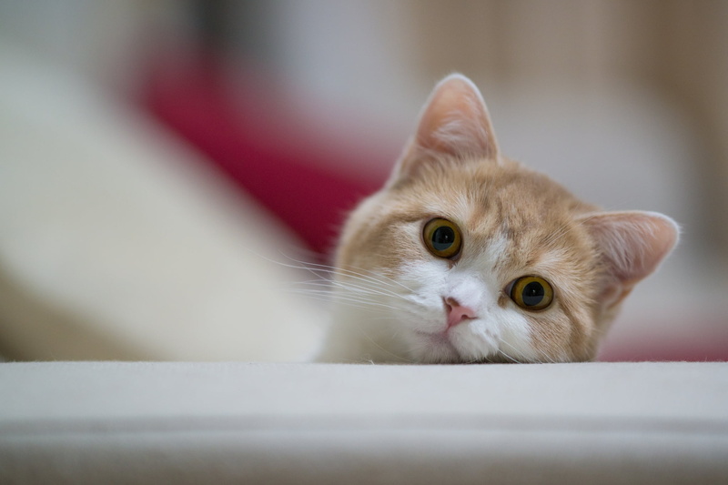 whisker, mammal, feline, orange, eyes, looking at camera, animal themes, looking, portrait, curiosity, gray, muzzle, sitting, vertebrate, young Animal