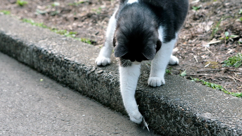 playful, kitten, vertebrate, fur, black Color, day, 1080P, city, paw, sitting, mammal, domestic, cute, cat, focus on foreground, outdoors, white, gray