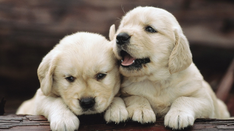 purebred dog, Playful, young animal, golden retriever, retriever, small, animal, dog, labrador retriever, cute, pets, mammal, domestic animals, 1080P