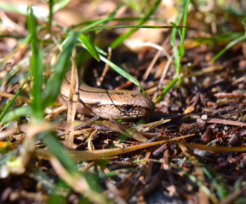 one animal, animals in the wild, leaf, reptile, animal themes, no people, 2K, creep, snake, vertebrate, day, plant part, selective focus, anguis fragilis