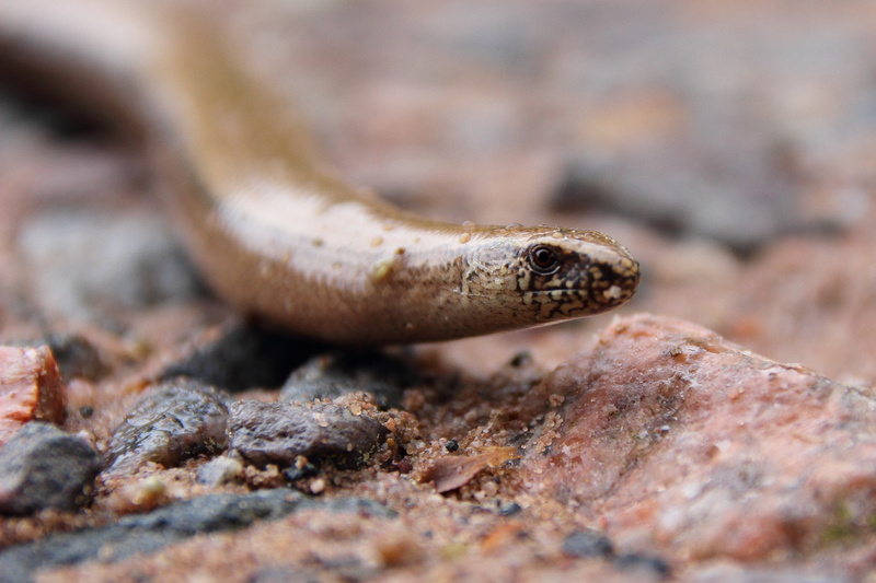 land, animal mouth, animal head, animal wildlife, anguis fragilis, 4K, close-up, selective focus, outdoors, slow worm, animal eye, eye, close, ground