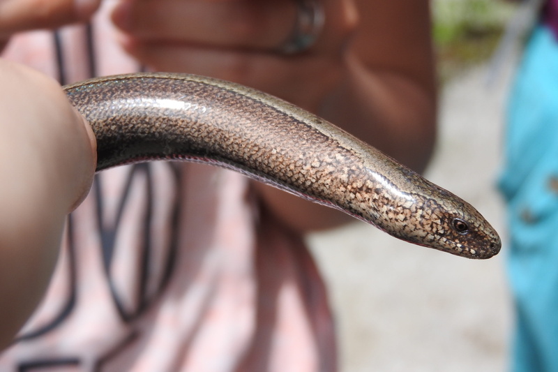 body part, one person, lizard, animals in the wild, close-up, holding, human limb, human body part, vertebrate, Fragile, 4K, animal wildlife, reptile