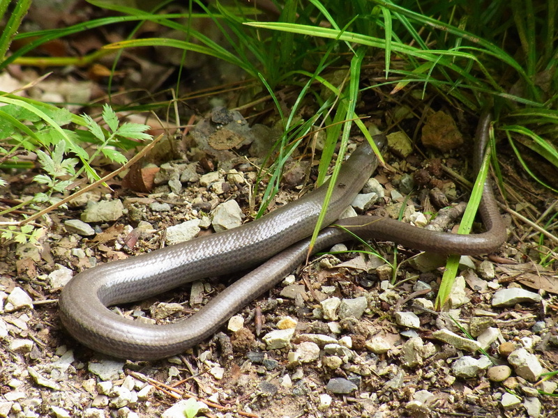 high angle view, vertebrate, growth, anguis fragilis, animal themes, day, land, animal wildlife, animal, close-up, 2K, one animal, no people, slow worm