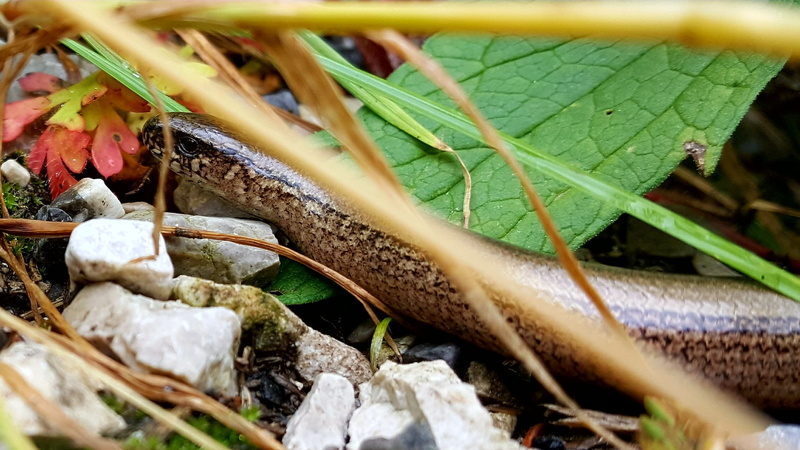 animals in the wild, day, growth, plant, land, high angle view, one animal, reptile, animal, no people, close-up, animal themes, beauty in nature, leaf